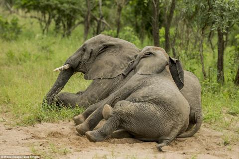 Ross Couper, một hướng dẫn thực tế tại Công viên quốc gia Singita Kruger ở Nam Phi, thấy đàn voi bắt đầu vấp ngã và gục xuống xuống bên cạnh nhau.



