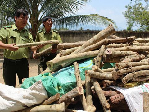 Trung bình mỗi người dân ở Ninh Hòa (Khánh Hòa) kiếm được 500.000-700.000 đồng/ngày nhờ việc bán gỗ trắc non cho thương lái Trung Quốc. 