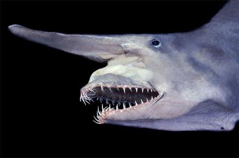 Giới khoa học cũng chỉ biết cá mập yêu tinh sống ở vùng nước sâu. Trong hơn 10 năm qua, con người mới chỉ thấy loài động vật này một lần trong Vịnh Mexico. Trong làn nước sâu thẳm, màu hồng của chúng trở thành màu đen trong mắt các loài động vật khác. Vì thế cả kẻ thù lẫn con mồi đều không thể phát hiện chúng.  