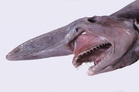 Nhiều nhà khoa học tin rằng mũi dài của cá mập yêu tinh có các cảm biến điện nên chúng có thể phát hiện kẻ thù hoặc con mồi ngay cả khi chúng không nhìn hoặc nghe thấy âm thanh trong nước. Hàm răng nhọn hoắt giúp chúng bắt mồi dễ dàng trong môi trường tối đen.  