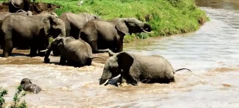 Voi con đang cố gắng chống lại sức mạnh của dòng sông chảy xiết. Nhưng do không đủ sức chống lại dòng nước xiết, voi con bị dòng nước cuốn trôi xa khỏi đàn.

