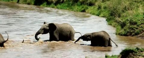 Đàn voi bắt đầu vượt qua con sông Ewaso Nyiro ở Kenya.

