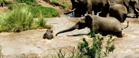 Rất nhanh chóng, voi mẹ duỗi chiếc vòi của nó để níu giữ voi con.

