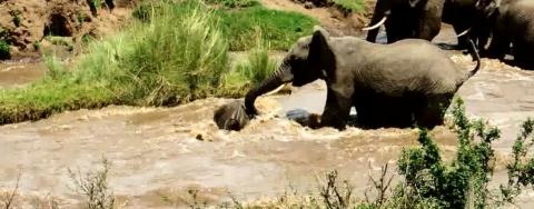 Nước chảy quá mạnh, voi con dường như bị chìm trong nước. Tuy nhiên, voi mẹ vẫn cố gắng để cứu voi con. Lúc này, voi con dường như đã kiệt sức.

