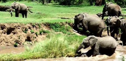Tuy nhiên, voi mẹ vẫn cố gắng để cứu voi con. 

