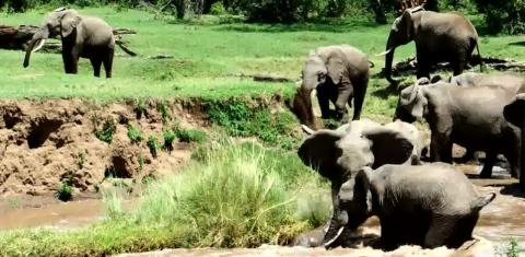 Sau khi nhìn thấy sự hoảng loạn, một con voi khác quay giúp voi mẹ cứu voi con.

