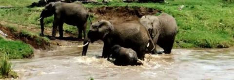 Những nỗ lực hợp sức của đàn voi cuối cùng cũng giúp voi con thoát khỏi dòng nước chảy xiết.

