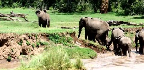 Vượt qua sông an toàn, đàn voi lại tiếp tục cuộc hành trình của mình.
