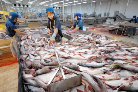 Các doanh nghiệp chế biến, xuất khẩu cá tra cạnh tranh không lành mạnh chào bán giá thấp rồi quay lại ép giá mua cá của người dân để chế biến có lời.