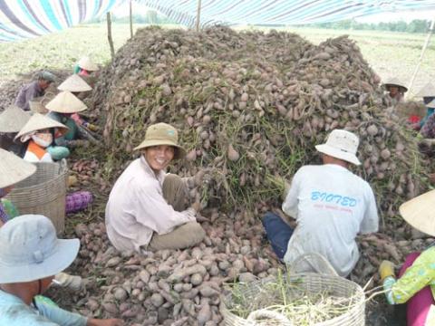 Thương nhân Trung Quốc thuê đất trồng khoai