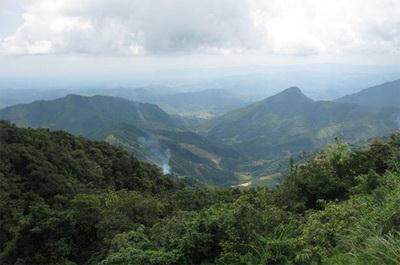 Trong số các công ty nước ngoài thuê đất trồng rừng tại Việt Nam đã được phép đầu tư, chỉ riêng InnovGreen (Hồng Kông, Trung Quốc) đã thuê tới 274.848 ha, chiếm 87% diện tích đất thuê