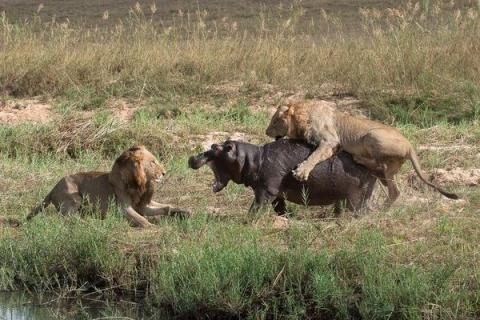 Hai con sư tử hợp lực hạ gục một con hà mã. Một con nhảy chồm lên lưng con vật để cắn, con còn lại  tấn công trực diện.




