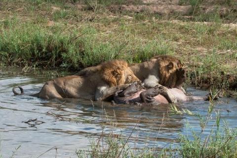 Ba con sư tử lật ngửa con mồi ra ngay trên vũng nước. Lúc này, hà mã không thể nào chống cự được nữa.



