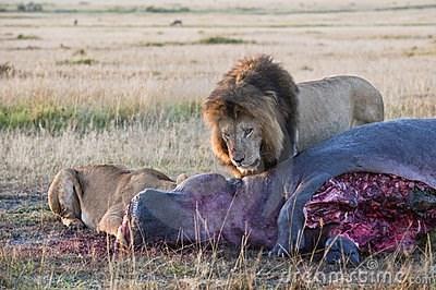 Kết thúc trận chiến, sư tử cùng nhau thưởng thức thịt hà mã tươi sống.



