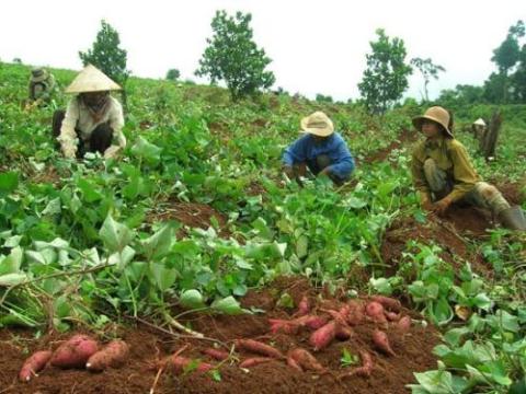 Thương lái Trung Quốc thu mua từ phân trâu tới là khoai lang