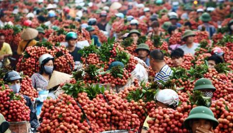 Nhật giúp Việt Nam hiện thực hóa giấc mơ nông sản