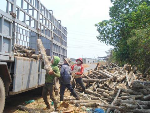 Thần tốc trồng, chặt cao su: Người dân tự làm tự chịu!? - chatcaosu_9102337.jpg