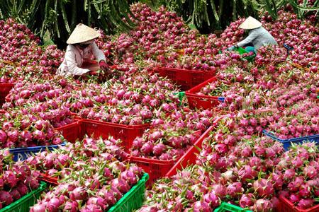 Thanh Long, chuối của Việt Nam xuất khẩu sang Trung Quốc bị cảnh báo chứa chứa dư lượng thuốc bảo vệ thực vật quá mức cho phép