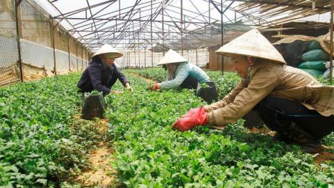 Tại Thanh Hóa, Nhật Bản đang đặt vấn đề mở rộng đầu tư nông nghiệp sạch