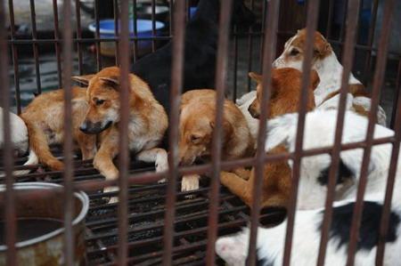 Nhiều người Việt Nam vừa yêu con chó mình nuôi, vừa thích ăn thịt chó.