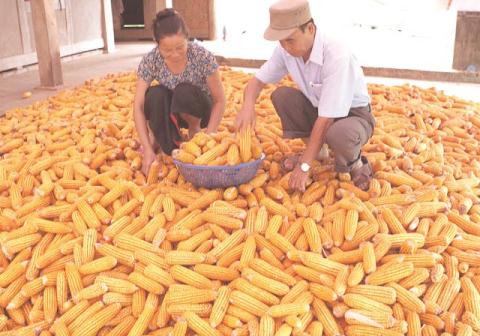 Là nước nông nghiệp nhưng 1 năm Việt Nam phải chi 550 triệu đô để nhập khẩu ngô về làm thức ăn chăn nuôi