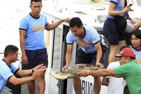 Hàng trăm con rùa biển có nguy cơ tuyệt chủng bị ngư dân Trung Quốc đánh bắt gần bãi cạn Trăng Khuyết gần bờ biển Philippines.