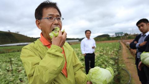 Một chuyên gia Nhật ăn ngon lành bắp xà lách Mỹ ngay trên ruộng rau tại Đà Lạt. Ảnh: Tuổi trẻ
