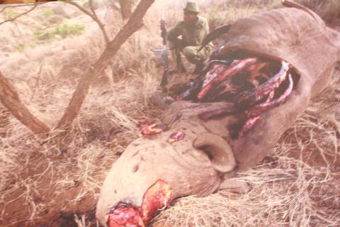 Trên thế giới mỗi ngày có 3 cá thể tê giác bị giết hại, Trước tình trạng này Wildaid dự đoán 6 năm tới loài tê giác sẽ bị tuyển chủng bới những tên săn trộm.