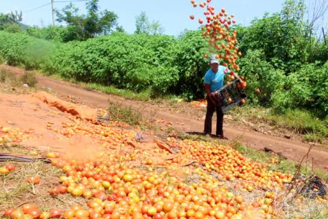Do giá quá thấp không đủ công thu hoạch, nhiều hộ đã đổ cà chua cho bò, heo ăn và thải đầy ra đường