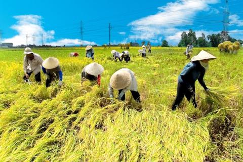 Nông dân Việt tốn rất nhiều công sức và chi phí trồng lúa
