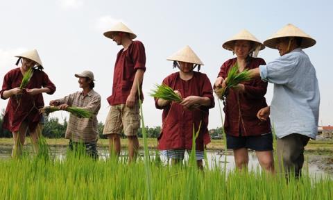Vì sao nông dân Việt không làm giàu được nhờ trồng lúa?