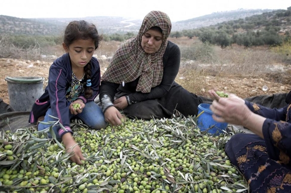 Người Palestine thu hoạch ô-liu gần làng Nablus.