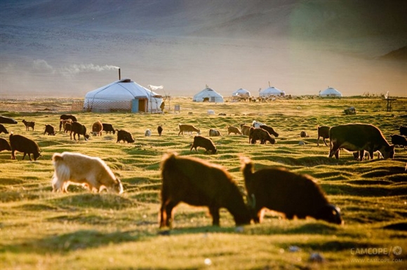 Sáng mùa hè ở Thung lũng Tsaat Uul, phía vùng viễn tây Mông Cổ.