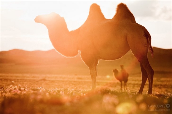 Lạc đà Bactrian 2 bướu trên sa mạc Gobi trong buổi hoàng hôn.