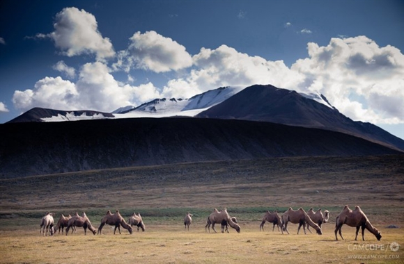 Đàn lạc đà – phương tiện vận tải chủ lực – nhẩn nha “tiếp nhiên liệu” trên đồng cổ ở thung lũng Kharkhiraa. 