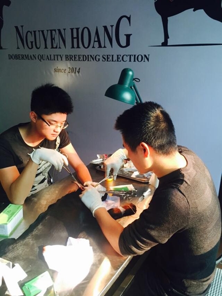 Những người nuôi chó ngoại đặc biệt chú ý đến nhan sắc của chó. Những chú chó này đều được phẫu thuật thẩm mĩ và làm đẹp rất công phu. (Trong ảnh thành viên của trại Nguyễn Hoàng đang làm phẫu thuật cắt tai cho ái khuyển của khách hàng) Những người nuôi chó ngoại đặc biệt chú ý đến nhan sắc của chó. Những chú chó này đều được phẫu thuật thẩm mĩ và làm đẹp rất công phu. (Trong ảnh thành viên của trại Nguyễn Hoàng đang làm phẫu thuật cắt tai cho ái khuyển của khách hàng)
