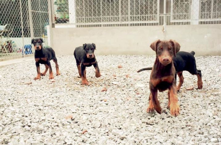 Những chú khuyển này còn được phẫu thuật thẩm mĩ cắt đuôi từ nhỏ. Chó từ 1-2 tháng thẩm mĩ đuôi là phù hợp nhất, cắt phần đuôi để lại một đốt. Những chú khuyển này còn được phẫu thuật thẩm mĩ cắt đuôi từ nhỏ. Chó từ 1-2 tháng thẩm mĩ đuôi là phù hợp nhất, cắt phần đuôi để lại một đốt.