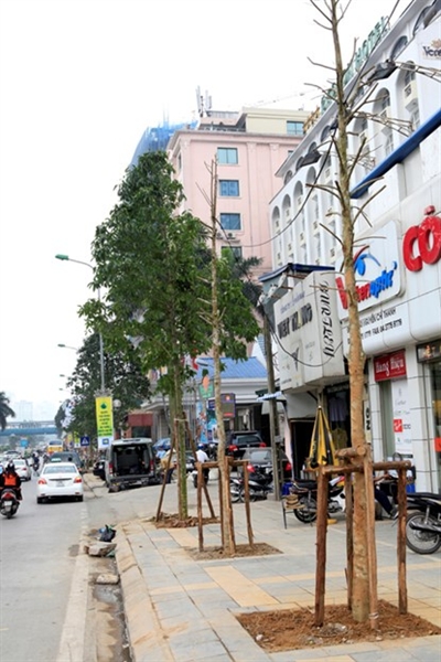 Ông Nguyễn Văn Cường, nhân viên bảo vệ gần đó cũng khẳng định “Chắc chắn 4 cây này được thay thế tối hôm qua (22/3). Tôi làm ca chiều hôm qua vẫn thấy những cây này giống với cây đằng kia. Sáng nay (23/3) đi làm, thấy 4 cây này lại mọc ra tán lá rộng, không thể tin được”. Ông Nguyễn Văn Cường, nhân viên bảo vệ gần đó cũng khẳng định “Chắc chắn 4 cây này được thay thế tối hôm qua (22/3). Tôi làm ca chiều hôm qua vẫn thấy những cây này giống với cây đằng kia. Sáng nay (23/3) đi làm, thấy 4 cây này lại mọc ra tán lá rộng, không thể tin được”.