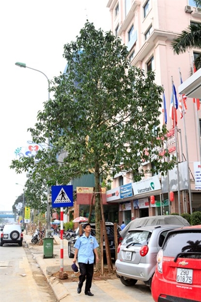 Trong khi đó, ông Đỗ Ngọc Hoàng, Tổng giám đốc Công ty TNHH MTV cây xanh Hà Nội xác nhận, 4 cây thay thế ở đường Nguyễn Chí Thanh, đoạn gần khách sạn Bảo Sơn vừa trồng lại vào ngày 22/3. Trong khi đó, ông Đỗ Ngọc Hoàng, Tổng giám đốc Công ty TNHH MTV cây xanh Hà Nội xác nhận, 4 cây thay thế ở đường Nguyễn Chí Thanh, đoạn gần khách sạn Bảo Sơn vừa trồng lại vào ngày 22/3.