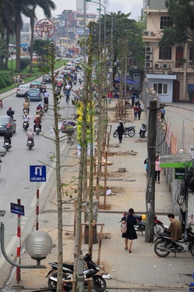 Trong khi dư luận, các chuyên gia lâm nghiệp vẫn đang tranh cãi về hàng trăm cây thay thế ở đường Nguyễn Chí Thanh là cây gỗ quý vàng tâm hay cây Mỡ thì sáng 23/3, tuyến phố này xuất hiện 4 cây được trồng mới, với tán lá xum xuê, thân màu xanh rêu, không giống những cây trồng cùng thời điểm vài ngày trước. Trong khi dư luận, các chuyên gia lâm nghiệp vẫn đang tranh cãi về hàng trăm cây thay thế ở đường Nguyễn Chí Thanh là cây gỗ quý vàng tâm hay cây Mỡ thì sáng 23/3, tuyến phố này xuất hiện 4 cây được trồng mới, với tán lá xum xuê, thân màu xanh rêu, không giống những cây trồng cùng thời điểm vài ngày trước.