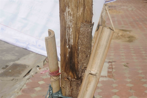 Người dân cho biết cây được trồng lại vẫn để nguyên lưới bọc bầu. Người dân cho biết cây được trồng lại vẫn để nguyên lưới bọc bầu.