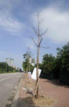 Cây bị đổ sau cơn giông lốc trên đường Hàm Nghi (Từ Liêm, Hà Nội) đã được trồng lại ngay sau đó nhưng giờ đã héo khô. Cây bị đổ sau cơn giông lốc trên đường Hàm Nghi (Từ Liêm, Hà Nội) đã được trồng lại ngay sau đó nhưng giờ đã héo khô.