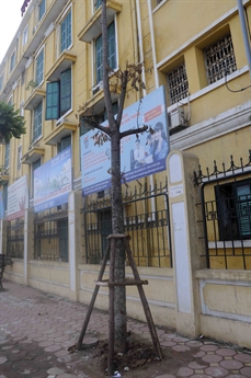 Trên đường Nguyễn Trãi cũng có vài cây bị đổ sau cơn giông lốc một tháng trước, giờ đây thì các cây cũng đang chết dần. Trên đường Nguyễn Trãi cũng có vài cây bị đổ sau cơn giông lốc một tháng trước, giờ đây thì các cây cũng đang chết dần.