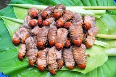 Món ăn này có nguồn gốc từ dân tộc Cơ Tú, còn gọi là sùng đất, đàn ông sử dụng có thể giúp tráng dương, khỏe mạnh. Món ăn này có nguồn gốc từ dân tộc Cơ Tú, còn gọi là sùng đất, đàn ông sử dụng có thể giúp tráng dương, khỏe mạnh.