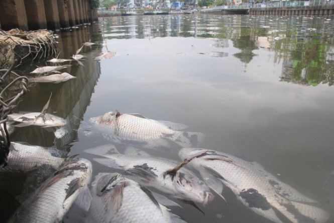 Cá chết chủ yếu là cá rô phi có trọng lượng 0,5 - 1 kg, ngoài ra còn có một vài loài cá khác như cá chép, cá mè, trê, điêu hồng, cá trắm... Cá chết chủ yếu là cá rô phi có trọng lượng 0,5 - 1 kg, ngoài ra còn có một vài loài cá khác như cá chép, cá mè, trê, điêu hồng, cá trắm...