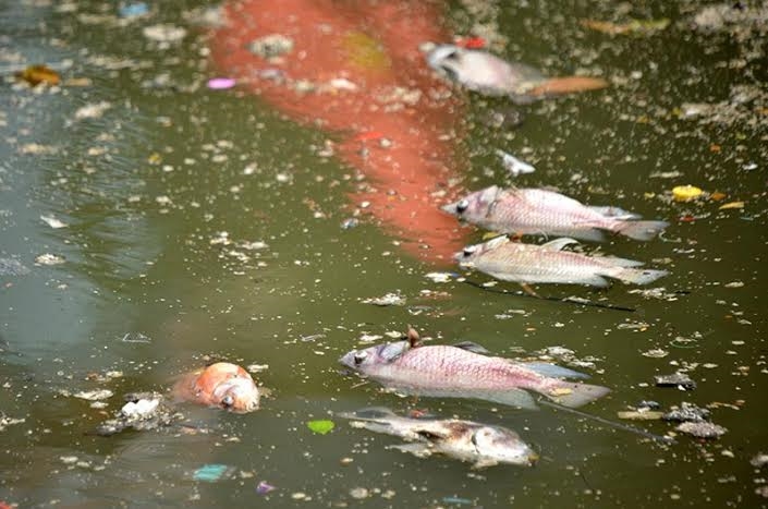 Xác cá nổi đầy trên mặt nước xen lẫn trong rác thải bẩn, phế liệu các loại. Xác cá nổi đầy trên mặt nước xen lẫn trong rác thải bẩn, phế liệu các loại.