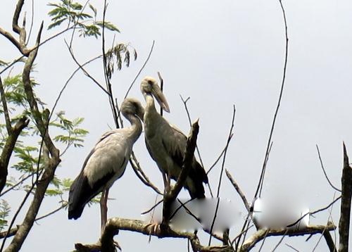 Chính quyền tại đây cũng đã có văn bản chỉ đạo cụ thể đến toàn thể người dân trong địa phương phải có ý thức giữ gìn môi trường sống, bảo vệ đàn chim quý và nơi trú ngụ của đàn chim, để chúng có thể trú ngụ lâu dài trong khu di tích này. Chính quyền tại đây cũng đã có văn bản chỉ đạo cụ thể đến toàn thể người dân trong địa phương phải có ý thức giữ gìn môi trường sống, bảo vệ đàn chim quý và nơi trú ngụ của đàn chim, để chúng có thể trú ngụ lâu dài trong khu di tích này.