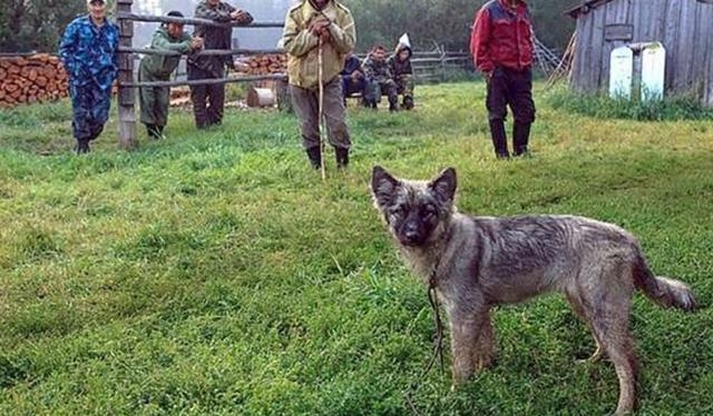 Đến ngày thứ 12, như một phép lạ, chú chó mà mất tích cùng cô bé xuất hiện. Họ mừng rỡ nhưng cũng không khỏi phần lo lắng, tuyệt vọng nghĩ rằng đó là dấu hiệu cái chết của em. Ngạc nhiên thay... Đến ngày thứ 12, như một phép lạ, chú chó mà mất tích cùng cô bé xuất hiện. Họ mừng rỡ nhưng cũng không khỏi phần lo lắng, tuyệt vọng nghĩ rằng đó là dấu hiệu cái chết của em. Ngạc nhiên thay...