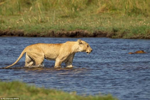 Những hình ảnh về cuộc đụng độ giữa hai loài động vật ăn thịt hung dữ nhất châu Phi ở bờ sông Okavanga, Botswana.