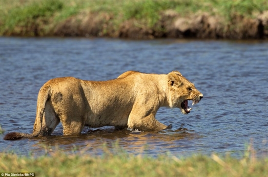 Sư tử mẹ và đàn sư tử con đang muốn qua sông nhưng chờ đón gia đình sư tử là kẻ ăn thịt hung dữ dưới dòng sông.